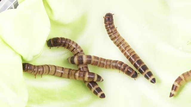 Zofobas larvae on cabbage
