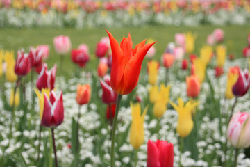 Tulpen im Frühling