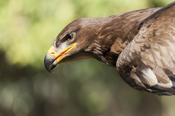 Royal Eagle on green background