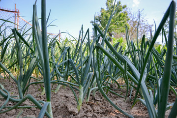 Growing planted home-grown onions (Allium cepa) and garlic (Allium sativum). Onion plantation at spring time. Agricultural background. Healthy vegetables. Close up of green onion leaves on farmland