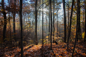 Vibrant Autumn Morning in Woods I