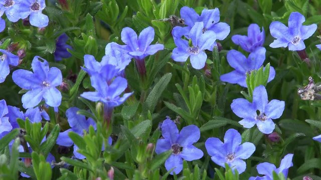 blue Shrubby Gromwell in the nature 