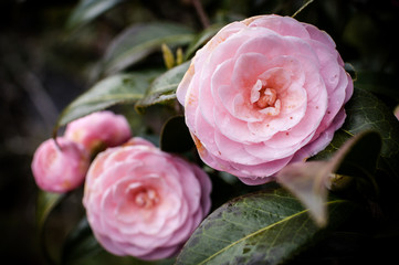 Camelie giapponesi