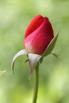 Rose Bud