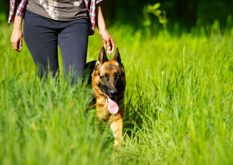 German Shepherd goes to the grass