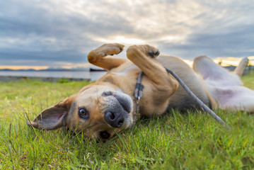 German shepherd mixed breed dog enjoying rolling in green grass under dramatic sky while making eye contact with owner.