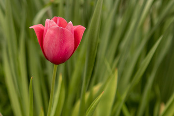 Pink Tulip in front of grass 3