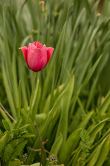 Pink Tulip in front of grass 1