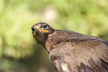 Royal Eagle on green background