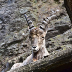 Mountain goat - capra caucasica