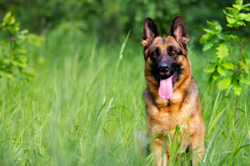 German shepherd dog sitting in the grass