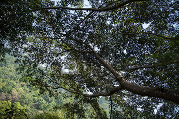 background of branch trees on mountain