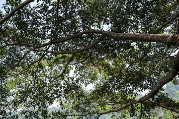 background of branch trees on mountain