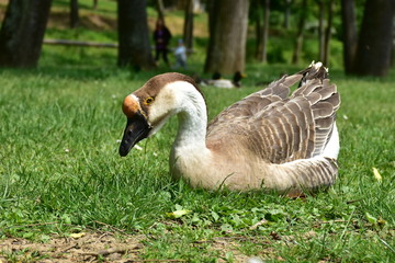 male of goose anser cygnoides