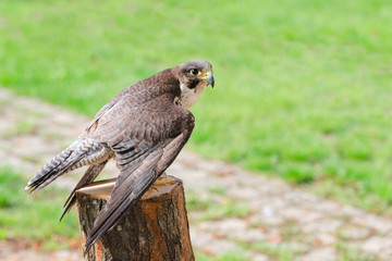 Wild falcon predator hawk fastest raptor bird of prey