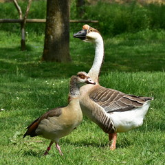 male and female of rare goose anser cygnoides