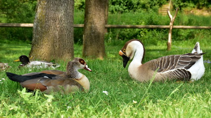 male and female of rare goose anser cygnoides