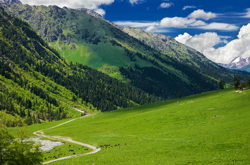 A beautiful view of the alpine meadows, the forest on the slopes of the mountains and the mountain...