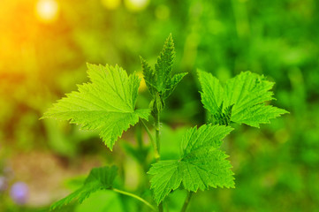 Growing currant leaves close up