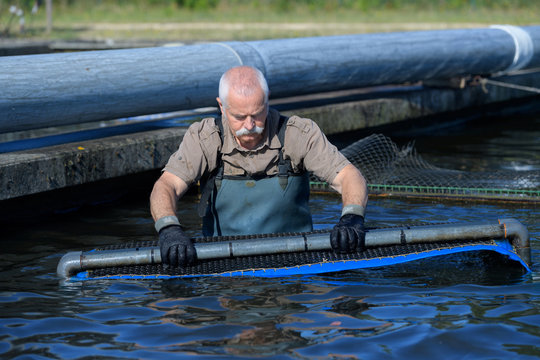 the harvest of farmed fish