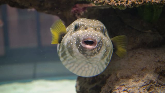 Cute Pufferfish 4K.
Funny face of a cute blowfish or pufferfish in coral reef in a tropical fish aquarium.
