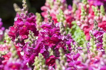 snapdragon