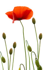 Fototapeta premium Poppy flowers isolated on white background