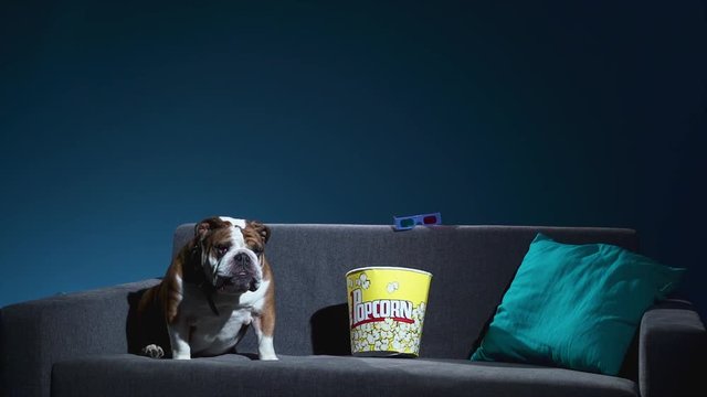 Cute english bulldog watching movie and goes waway