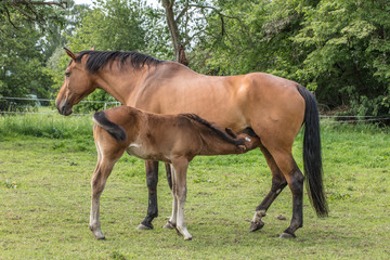 Obraz premium Pferd mit fohlen