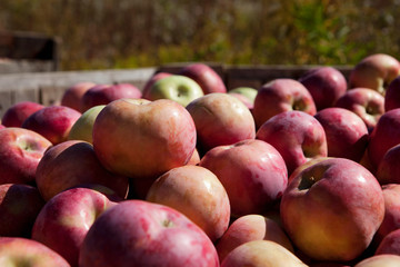 Apples