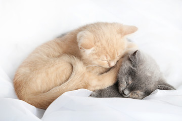 Ginger and grey kitten sleeping on white cloth