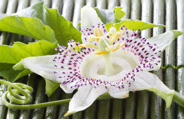 Passion fruit flower and leaves, on wood