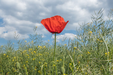 Mohn vor raps