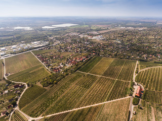 Vineyard from bird eye view