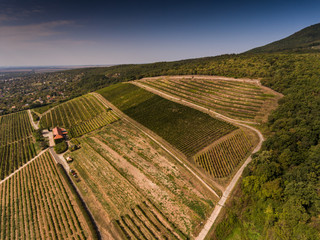Vineyard from bird eye view