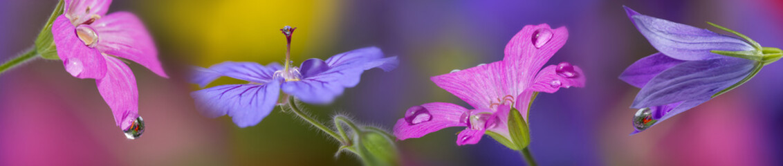 Panele Szklane Podświetlane  niebieski kwiat dzwonka z kroplą