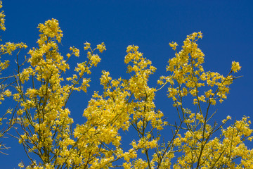 Fototapeta na wymiar Palo Verde Tree Flowers/Blossoms with Blue Sky4
