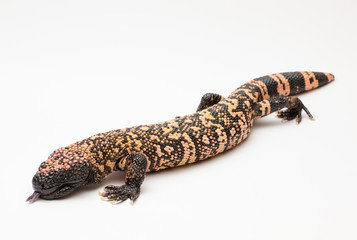 Gila Monster on White Background