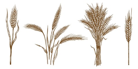 ears of wheat. set of vector sketches - 155948403