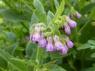 Echter Beinwell Blüten