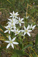 Ornithogalum umbellatum