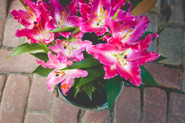 beautiful bouquet of pink lilies on cobblestones background
