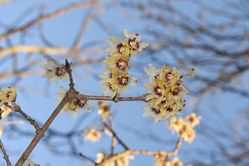 Chimonanthus praecox