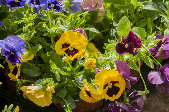 pansy