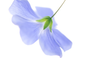 Flax flower closeup on a white background.