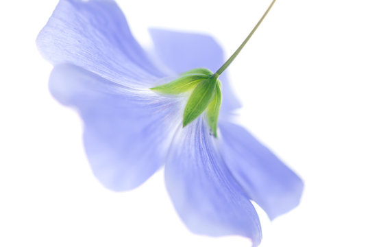 Flax Flower Closeup On A White Background.