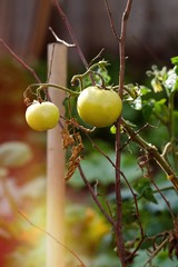 Branch of ripe green tomatoes growing in a garden. Farming concept
