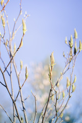Pink magnolia buds in spring garden
