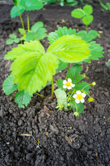 Strawberry flowers