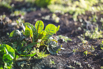 Organic farm, swiss chard plants, selective focus
